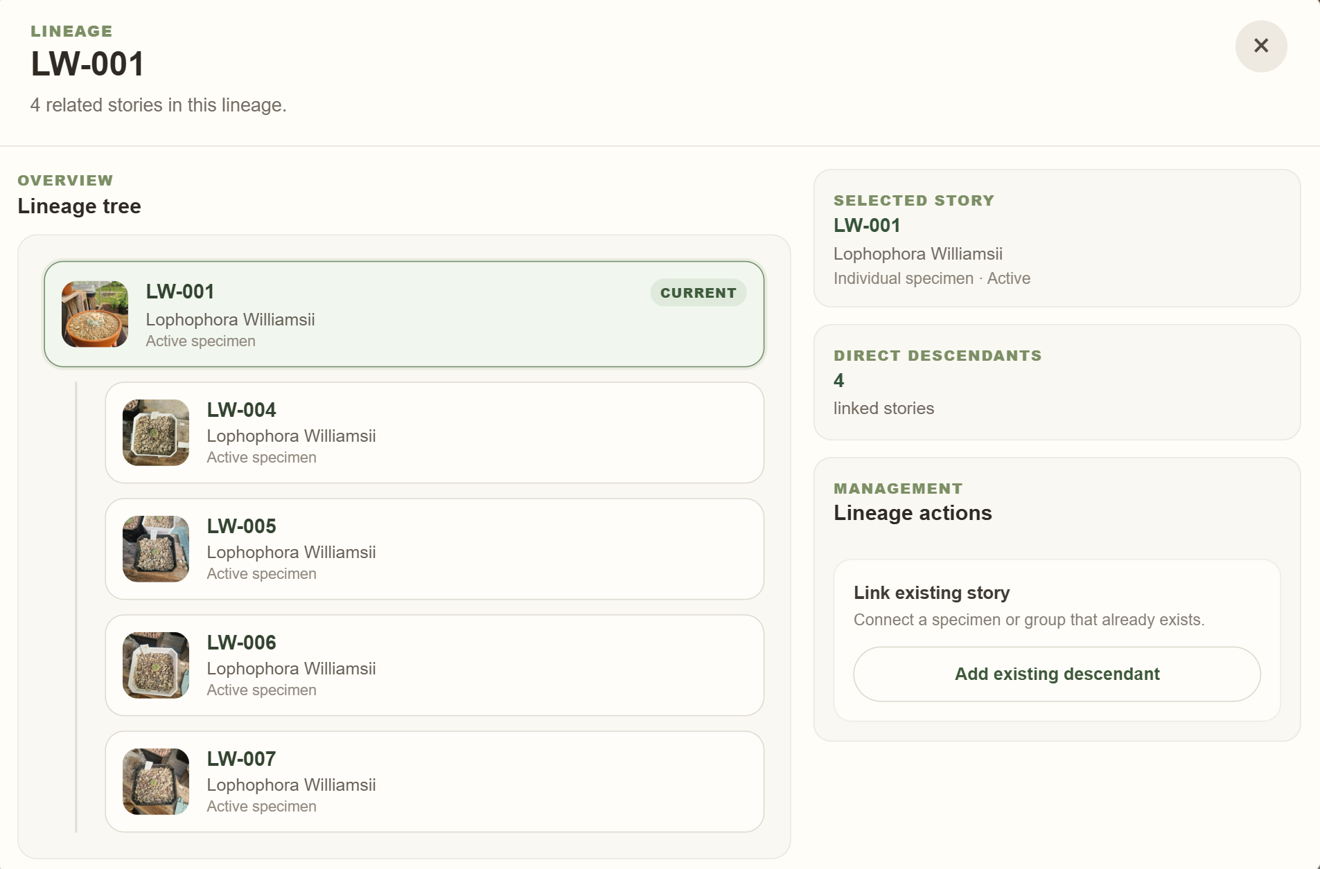 MyGrowthStories lineage overview showing a parent specimen connected to descendants